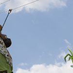 Festival-arroz-carolino-19
